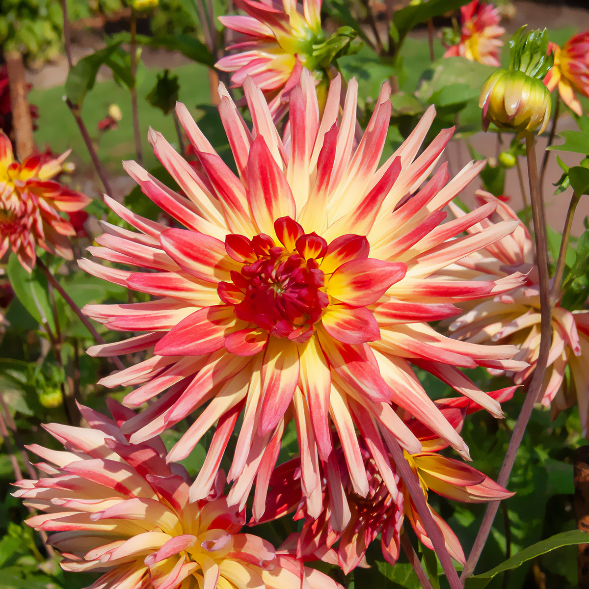 Cactus Dahlia 'Firebird' (x3) - Dahlia cactus oiseau de feu - Bakker