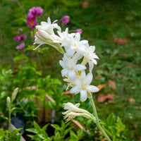 Polianthes tuberosa the pearl - Tuberoos 'The Pearl' (x3) - Zomerbloeiers