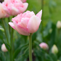 Tulpen - Dubbelbloemige tulp 'Angélique' (x10) - Tulipa angélique