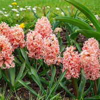 Hyacinthen 'Gipsy Queen' (x6) - Hyacinthus orientalis gipsy queen - Bakker