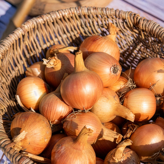 Ui 'Centurion F1' - Bakker