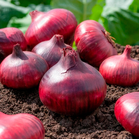 Rode ui 'Brunswick' - Bakker