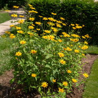 Zonneoog (x5) - Heliopsis scabra - Bakker