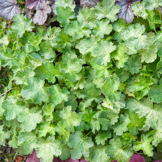 Purperklokje 'Hercules'® (x3) - Bakker