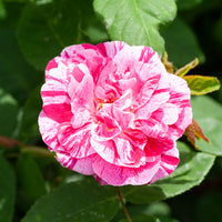 Historische roos 'Ferdinand Pichard' (Bourbon) - Rosa Ferdinand Pichard - Bakker