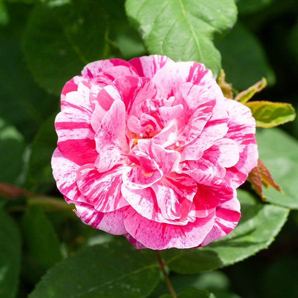Historische roos 'Ferdinand Pichard' (Bourbon) - Rosa Ferdinand Pichard - Bakker