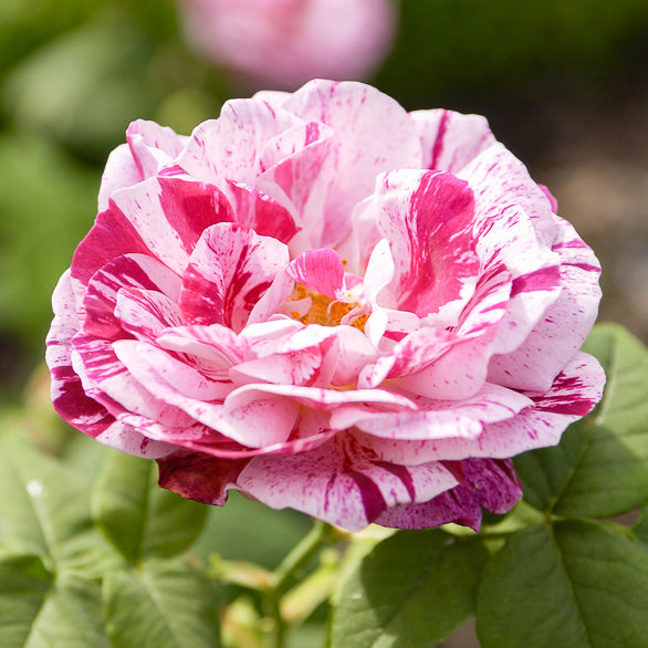 Historische roos 'Ferdinand Pichard' (Bourbon) - Bakker