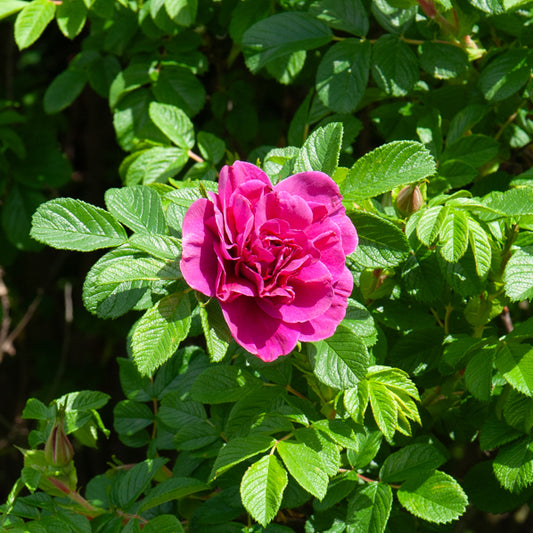 Wilde roos 'Hansa' - Bakker