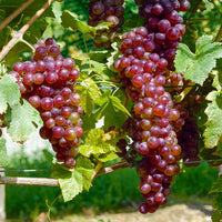 Druif 'Chasselas Rosé' - Vitis vinifera Chasselas rose - Bakker