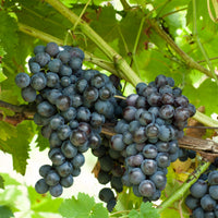 Blauwe druif 'Muscat de Hambourg' - Vitis vinifera muscat de hambourg