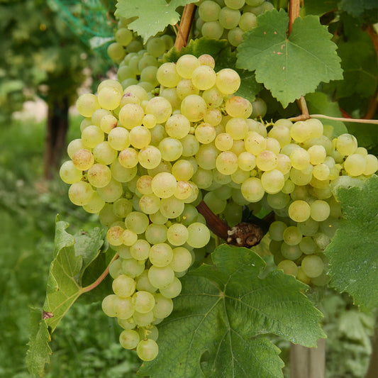 Druif 'Chasselas de Fontainebleau' - Bakker