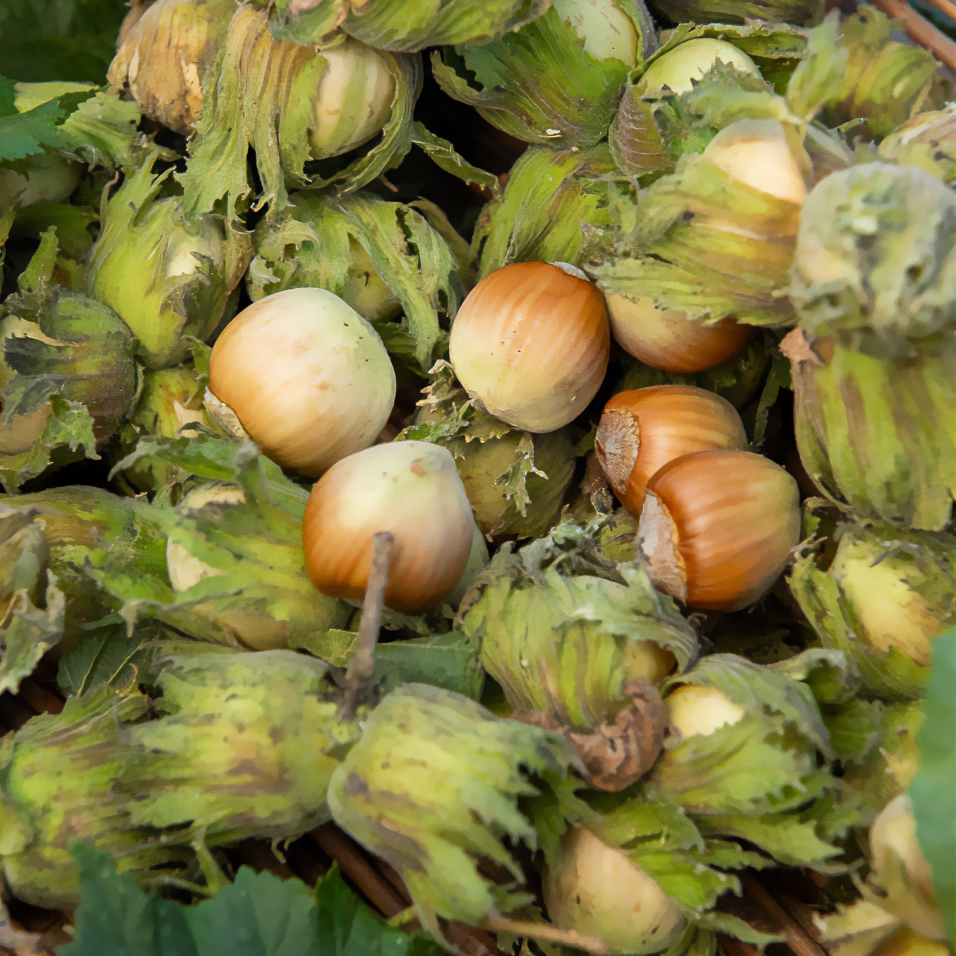 Andere fruitbomen en -struiken