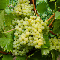 Druif 'Exalta' - Vitis vinifera exalta - Bakker