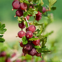Kruisbes 'Winham's Industry' (x2) - Ribes uva-crispa winham's industry - Bakker