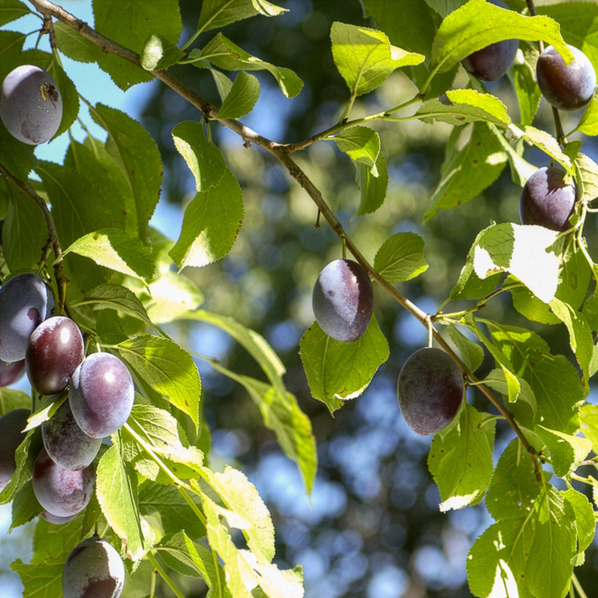 Pruimenboom 'Quetsche d'Alsace' - Bakker