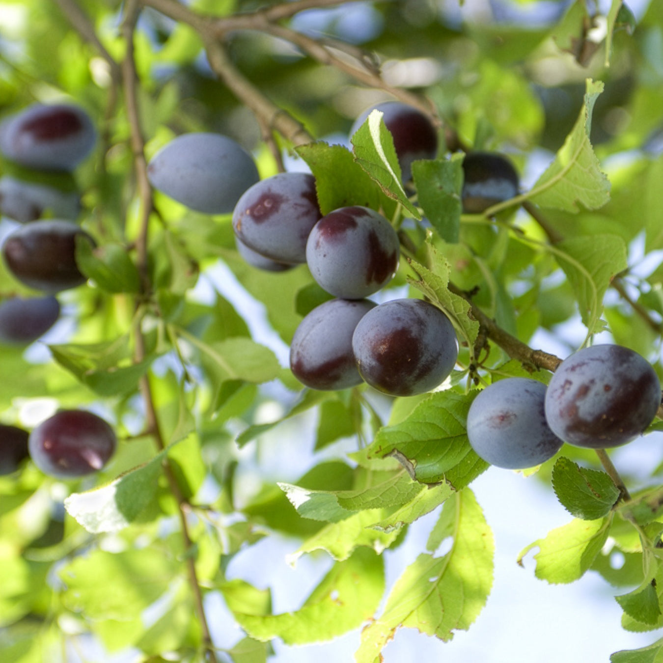 Pruimenboom 'Quetsche d'Alsace' - Prunus domestica Quetsche d'Alsace - Bakker