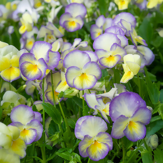 Hoornviooltje 'Etain' (x3) - Bakker