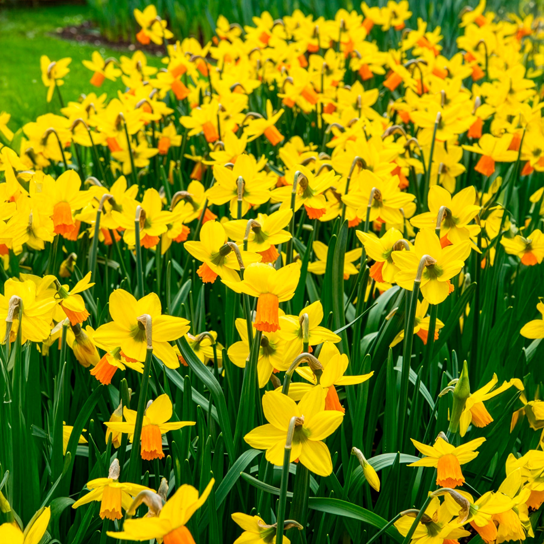 Verkoop Narcis Jet Fire (x5) - Narcissus cyclamineus Jetfire