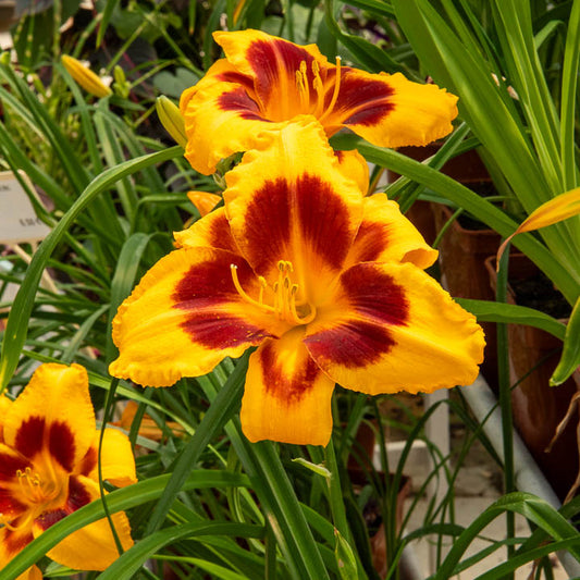 3 Fooled me aglelies - Bakker