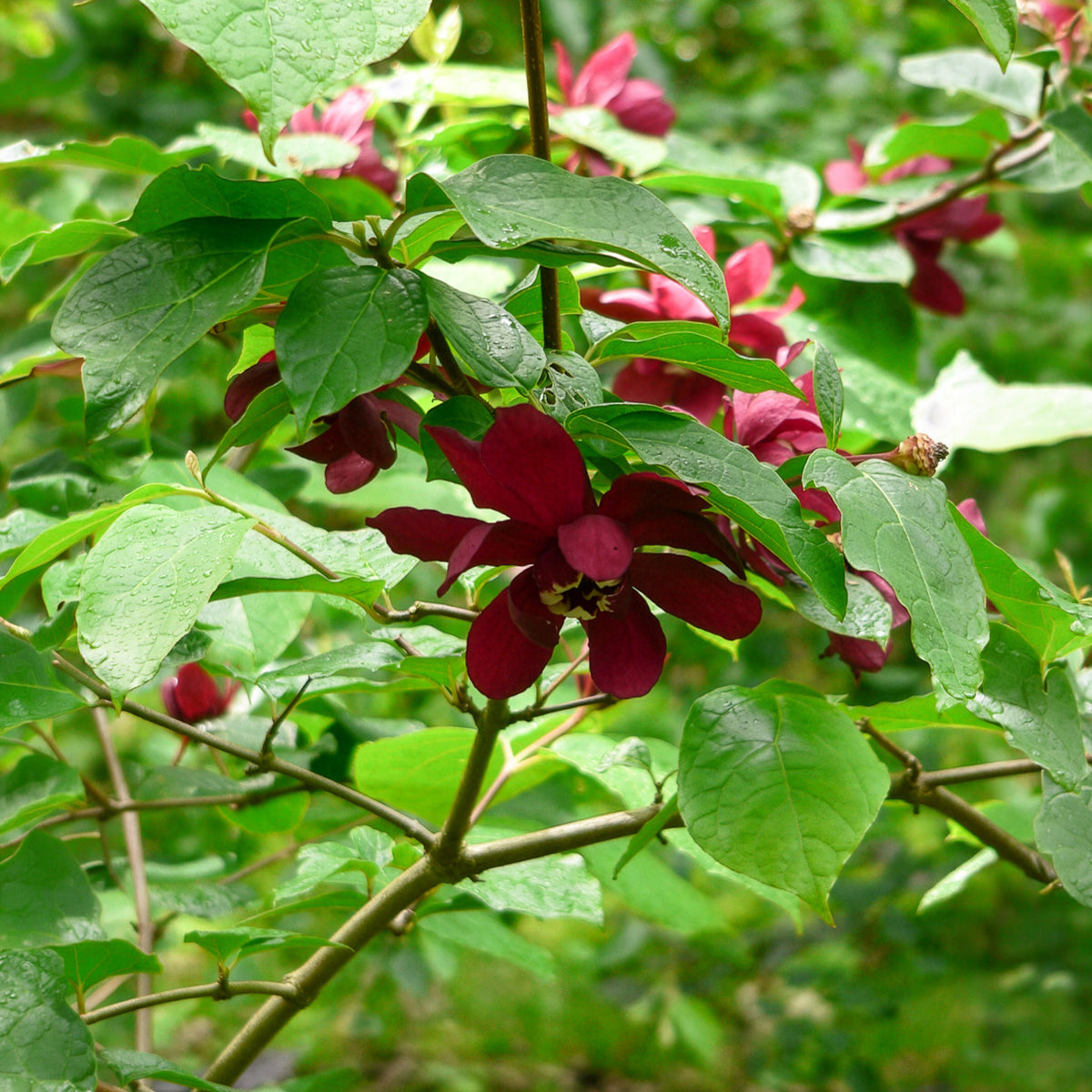 Calycanthus 'Hartlage Wine' - Bakker