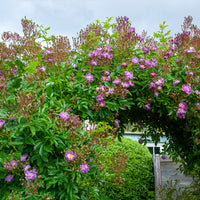 Stamroos Blue Violet - Rozen op stam - Bakker