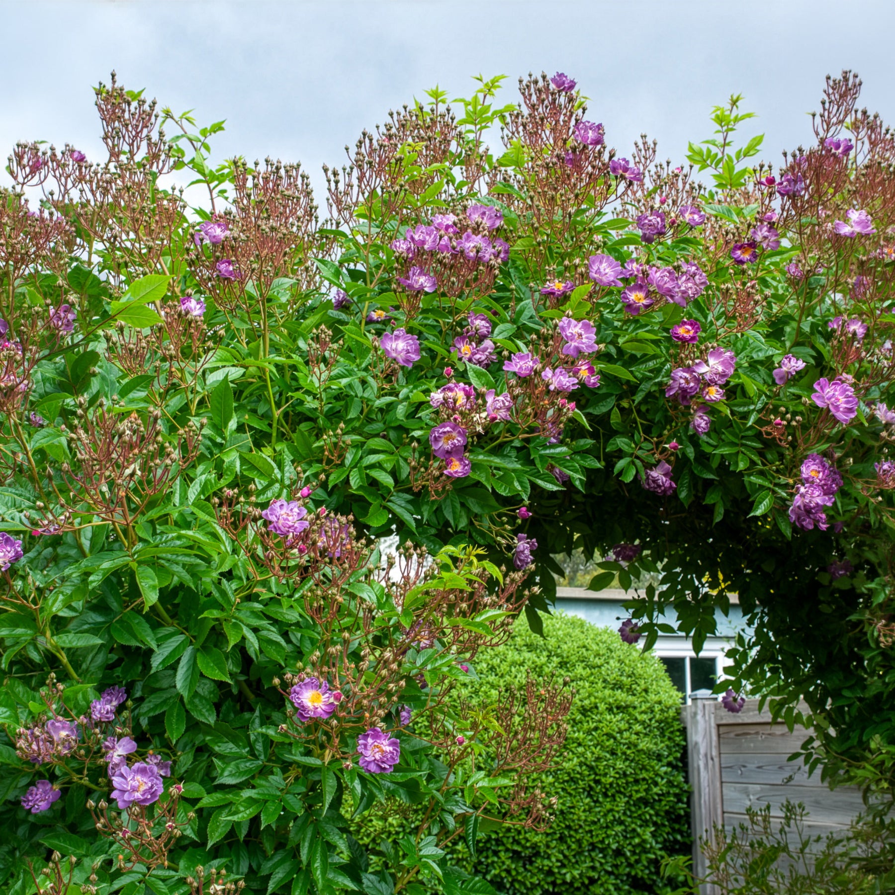 Stamroos Blue Violet - Rozen op stam - Bakker