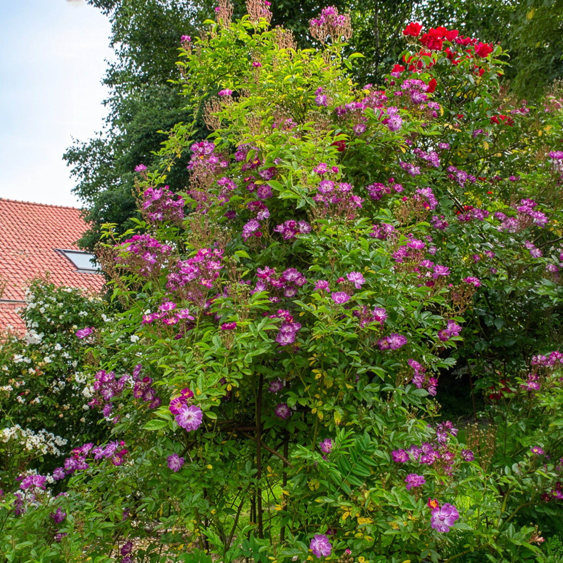 Stamroos Blue Violet - Bakker