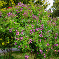 Rozen op stam - Stamroos Blue Violet - Rosa veilchenblau