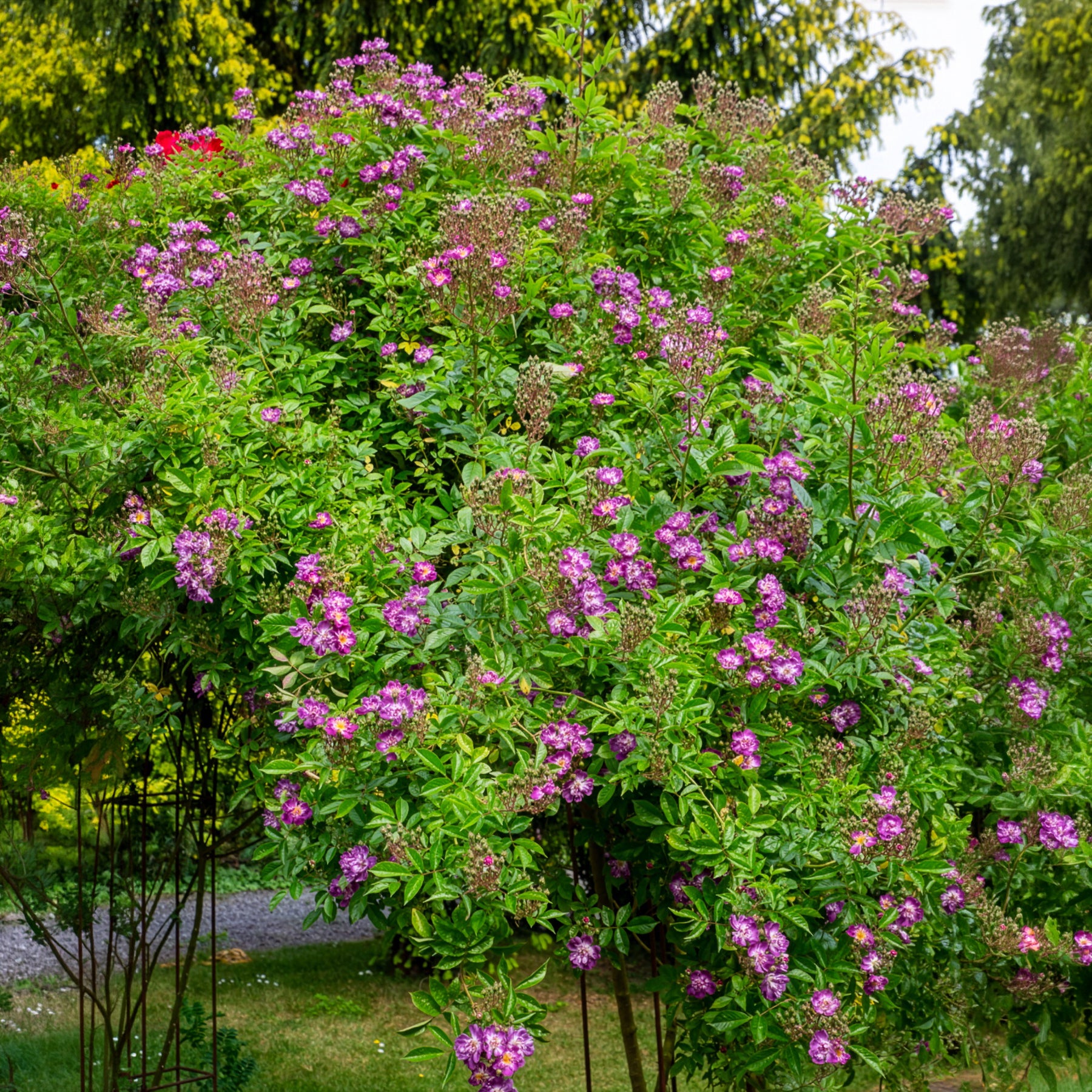 Rozen op stam - Stamroos Blue Violet - Rosa veilchenblau
