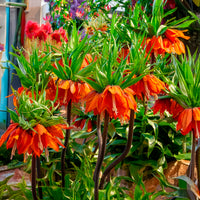 Fritillaria imperialis - Oranje keizerskroon - Fritillaria