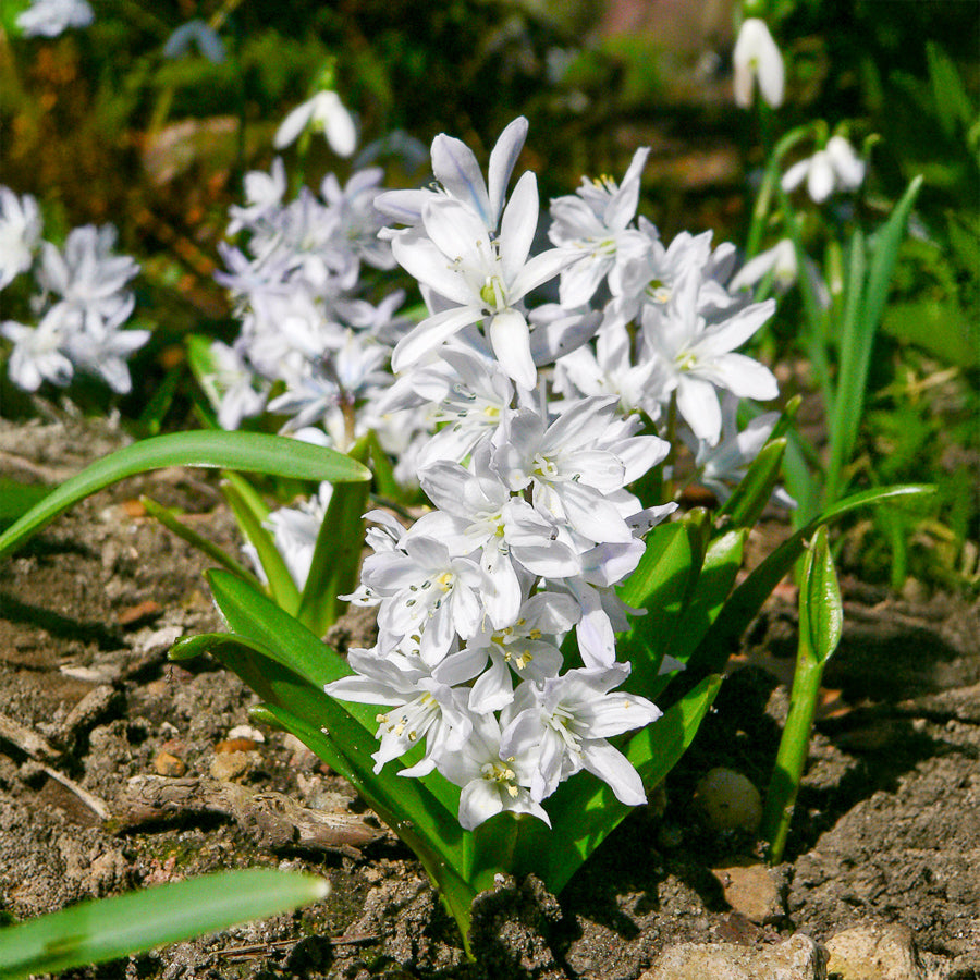Puschkinia libanotica alba - Puschkinia Libanotica Alba (x20) - Voorjaarsbloeiers