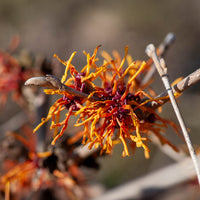 Toverhazelaar - Hamamelis x intermedia aphrodite - Bakker