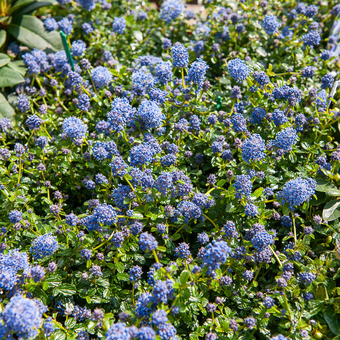Amerikaanse sering 'Repens' - Ceanothus thyrsiflorus repens - Bakker