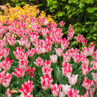 Tulpen 'Beauty Trend' (x10)