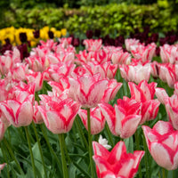 Tulpen 'Beauty Trend' (x10)