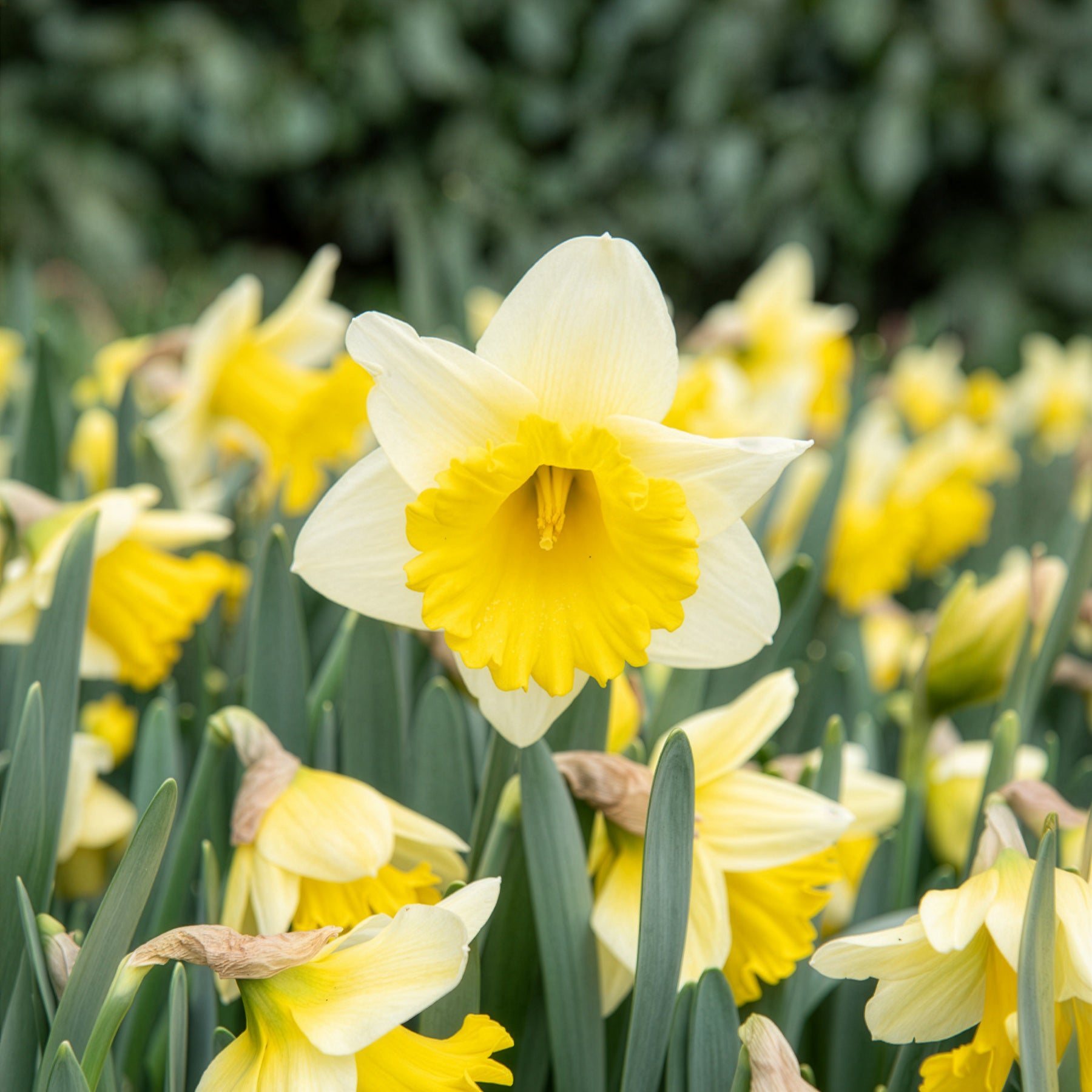 Narcissen 'Goblet' (x10) - Narcissus goblet - Bakker