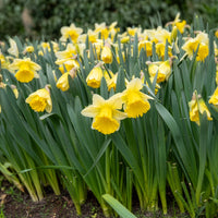 Narcissen 'Goblet' (x10) - Bakker