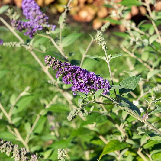 Vlinderstruik 'Summer Lounge' - Bakker