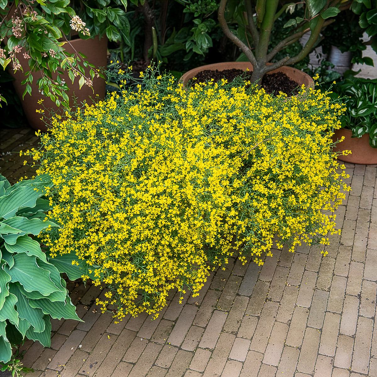 Heidebrem - Genista lydia - Bakker
