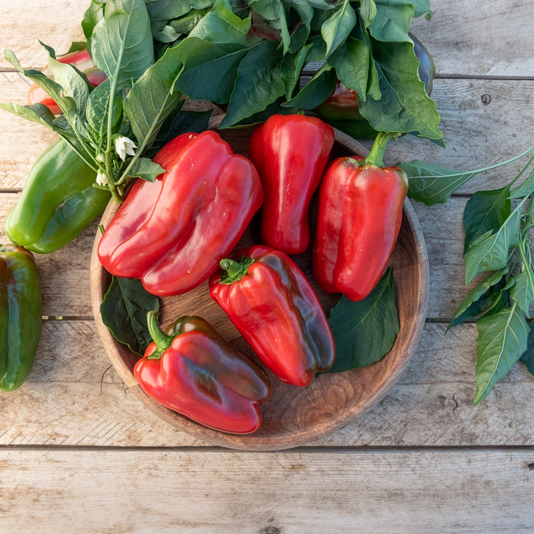 Paprika 'Lamuyo' - Bakker