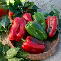 Capsicum annuum lamuyo - Paprika 'Lamuyo' - Moestuinplanten