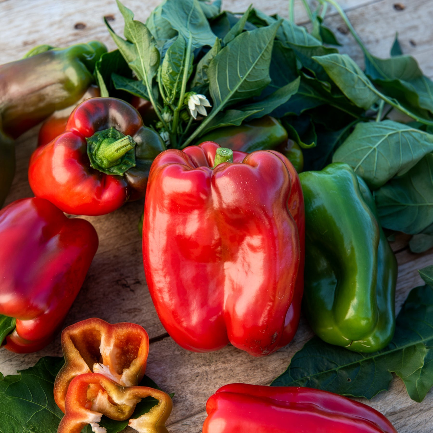 Moestuinplanten - Paprika 'Lamuyo' - Capsicum annuum lamuyo