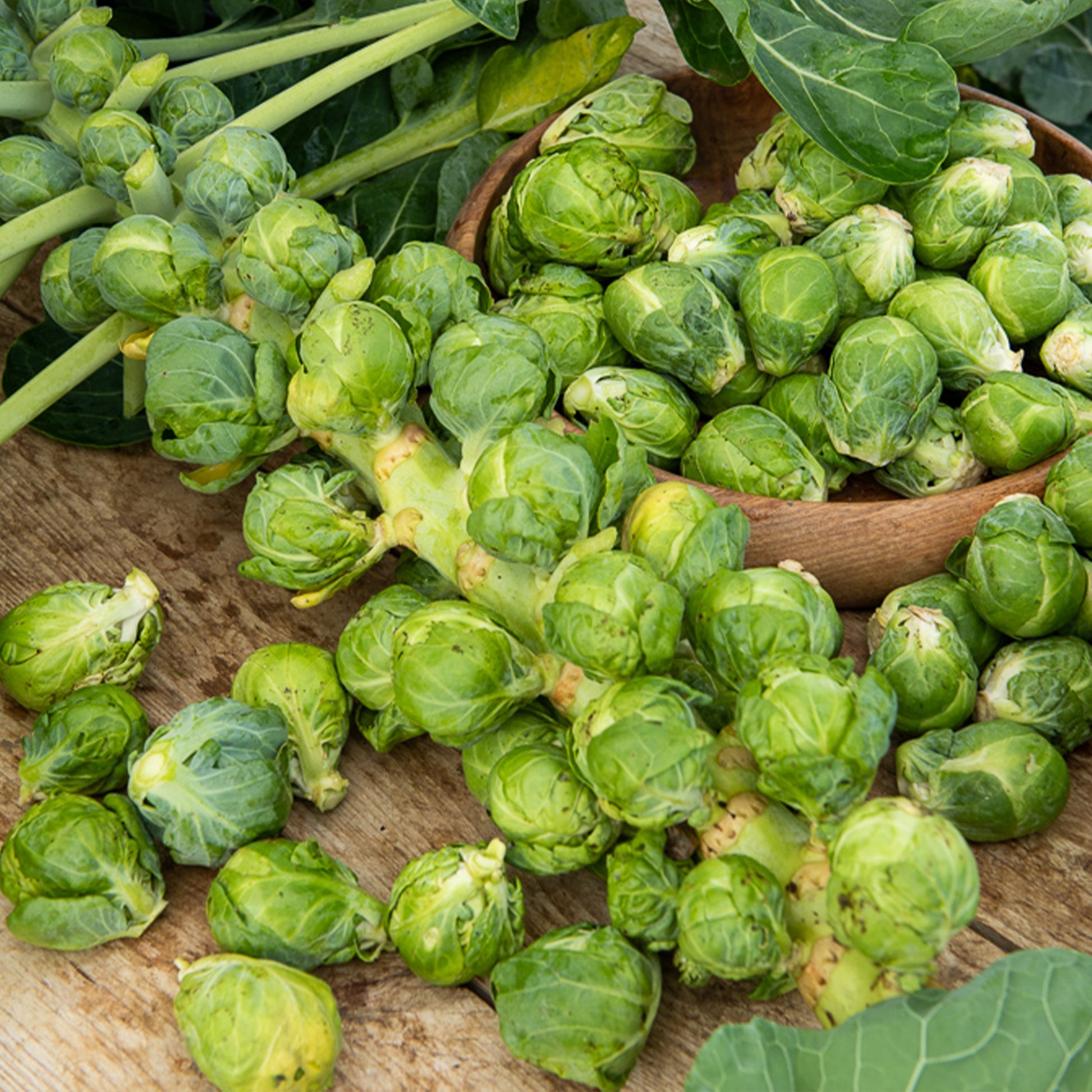 Spruiten 'Igor F1' - Brassica oleracea gemmifera igor f1 - Bakker