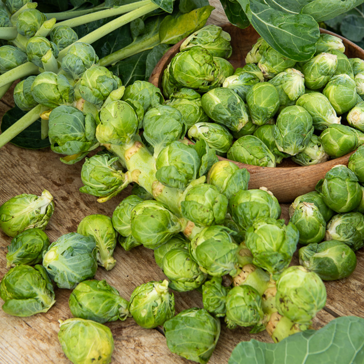 Spruiten 'Igor F1' - Brassica oleracea gemmifera Igor f1 - Bakker