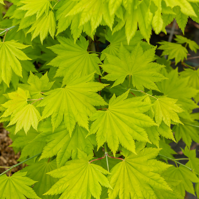 Acer shirasawanum aureum - Japanese gele Esdoorn - 