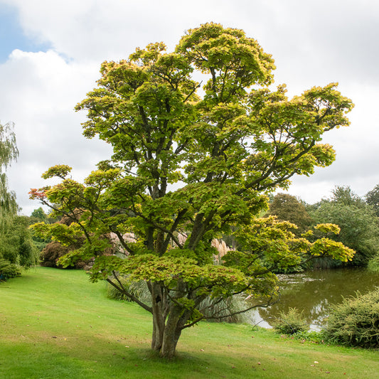 Japanese gele Esdoorn - Bakker