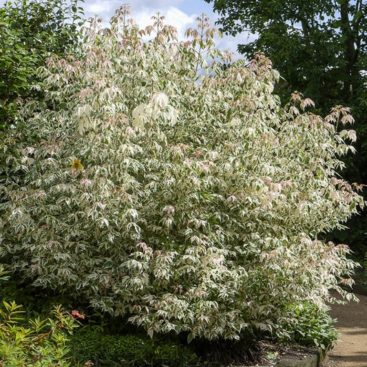 Veder Esdoorn - Bakker