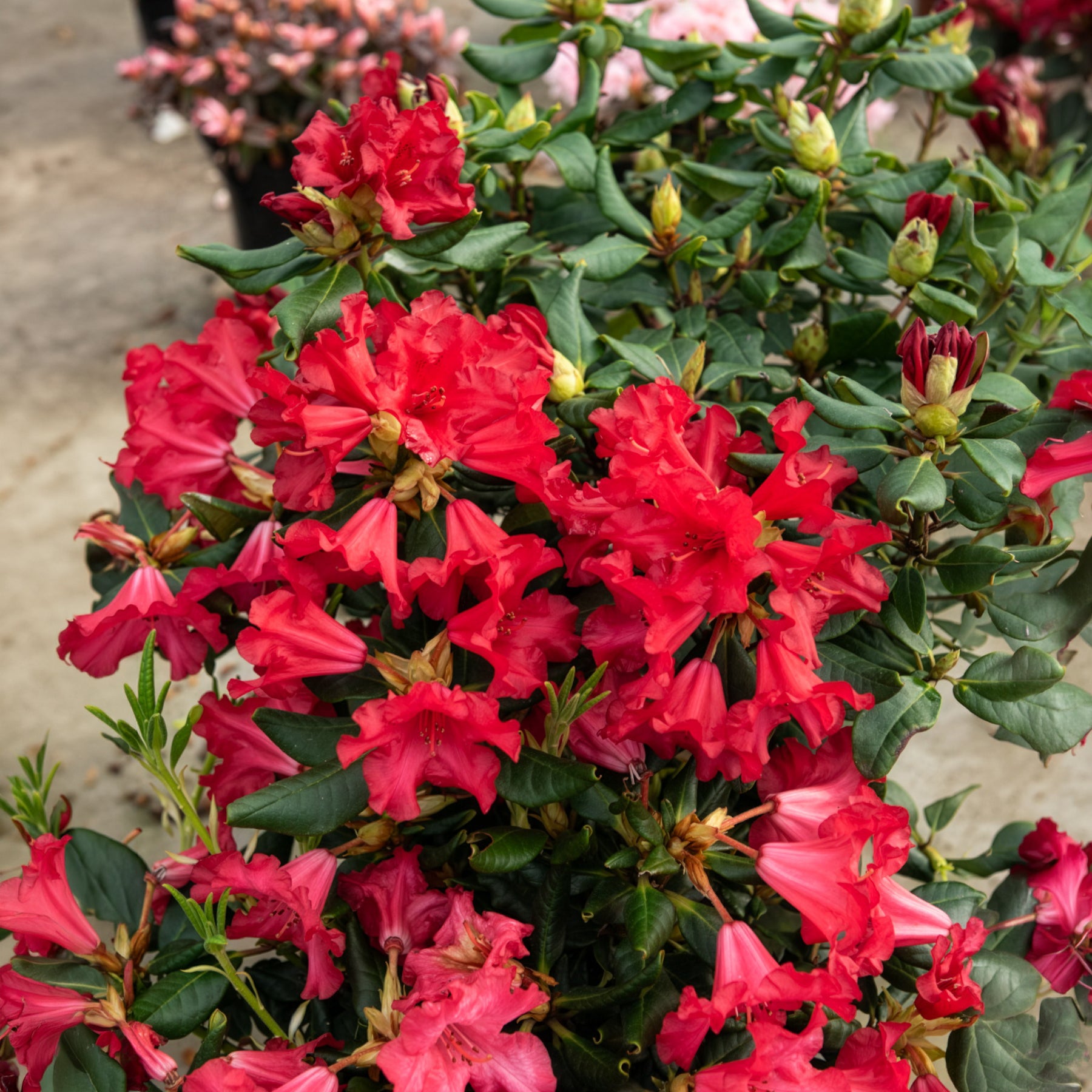 Rhododendron 'Baden Baden' - Rhododendron Baden Baden - Bakker