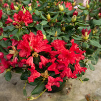 Verkoop Rhododendron 'Baden Baden' - Rhododendron Baden Baden