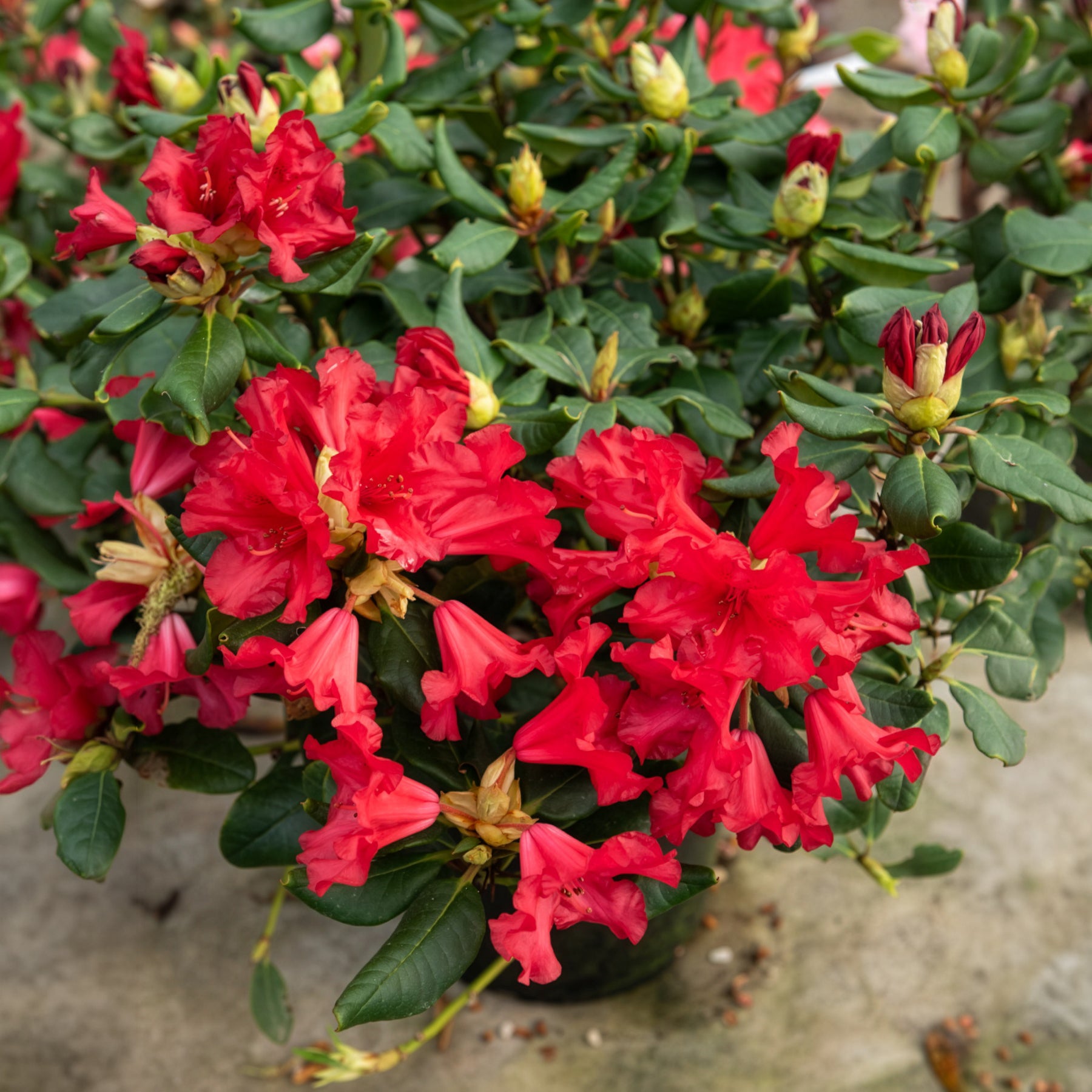 Verkoop Rhododendron 'Baden Baden' - Rhododendron Baden Baden